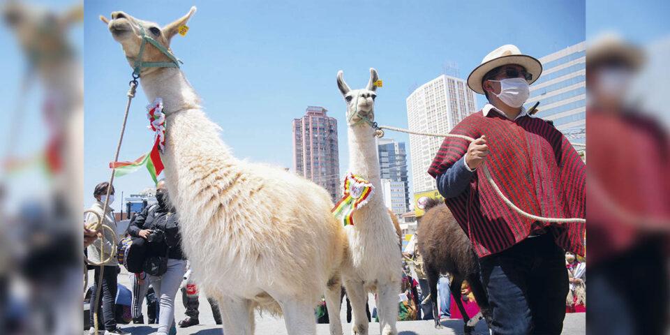 Cancillería anuncia el lanzamiento mundial del Año Internacional de los Camélidos 2024