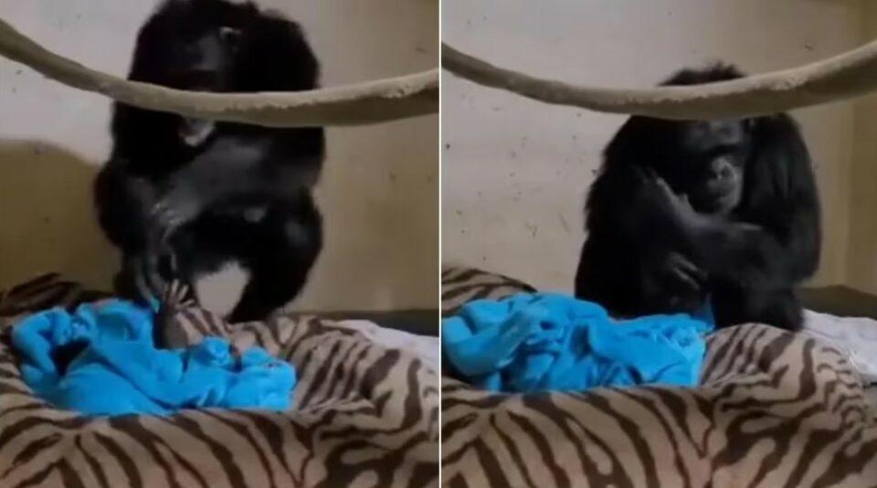 Un bebé chimpancé se reúne con su madre tras una cesárea de emergencia