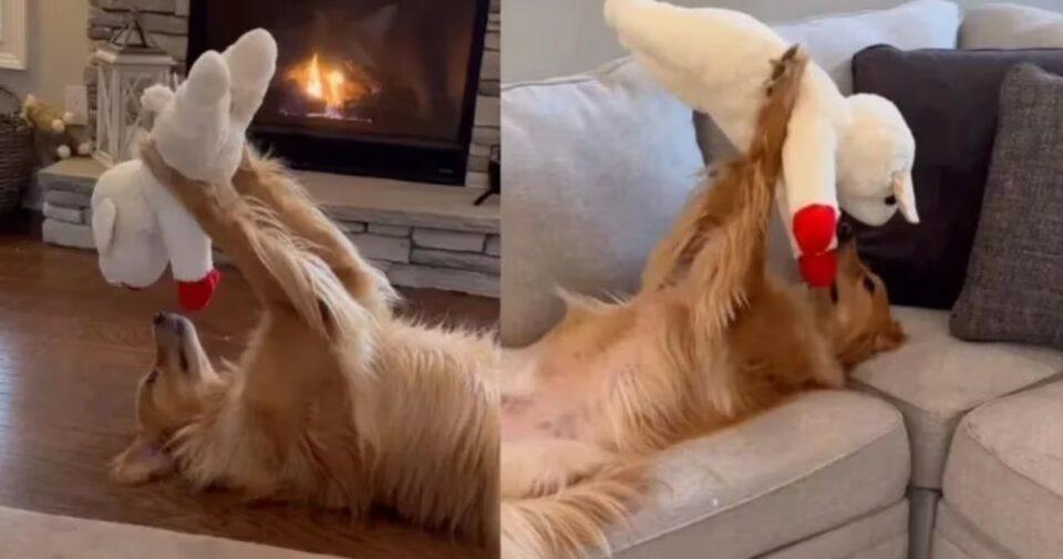 Un golden retriever y su peluche protagonizaron un video viral