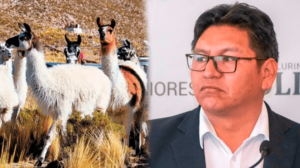 Comienzan en Potosí los encuentros para diseñar la estrategia del Año Internacional de los Camélidos 2024