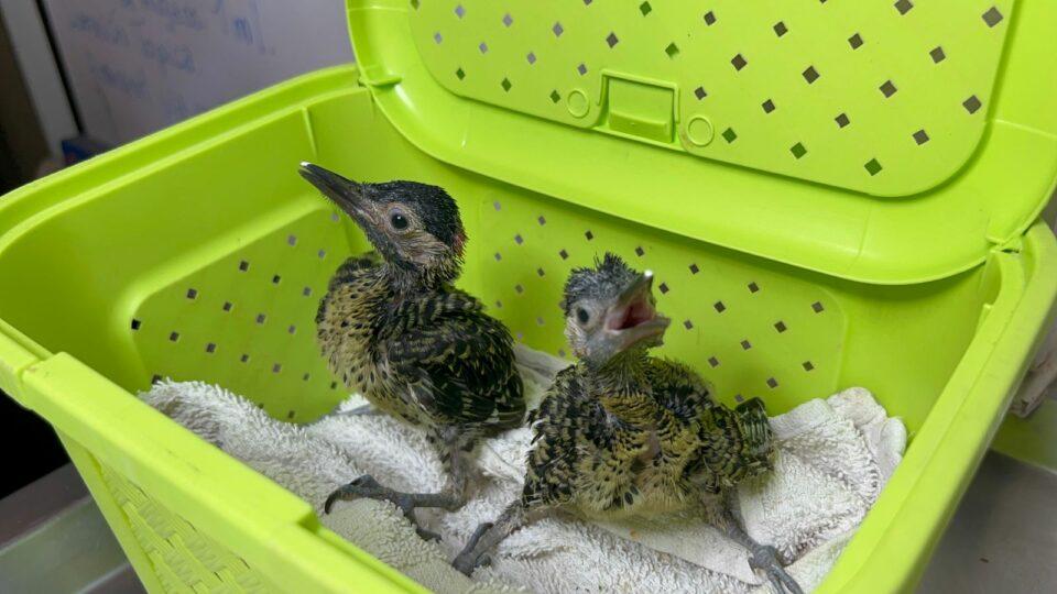 Santa Cruz: Decomisan aves silvestres que eran comercializadas ilegalmente