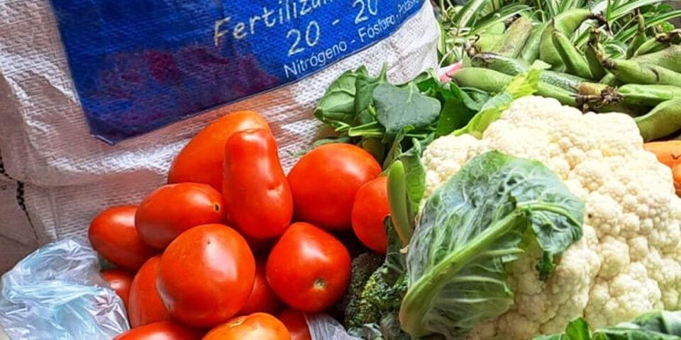 Desarrollo Rural impulsa producción de tomate en Samaipata con entrega de insumos agrícolas