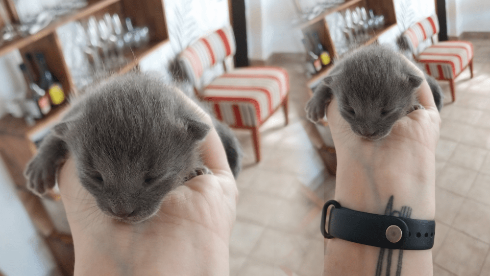 Gata esterilizada adopta un gatito y sorprende a su dueña