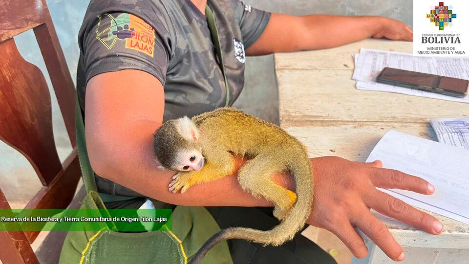 Gobierno envía brigadas de rescate para salvar animales silvestres en zonas de incendiosGobierno envía brigadas de rescate para salvar animales silvestres en zonas de incendios