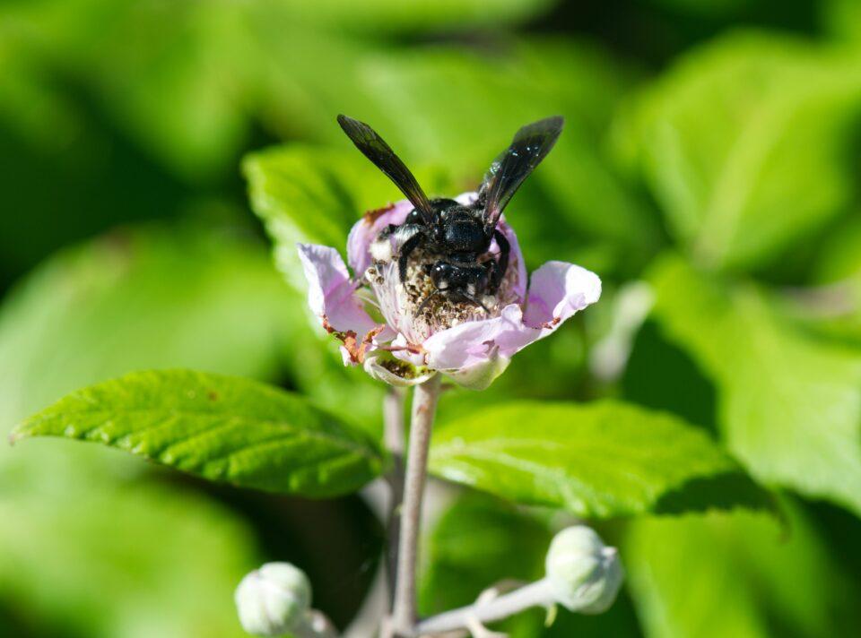 Las abejas con mayor cerebro prefieren la ciudad