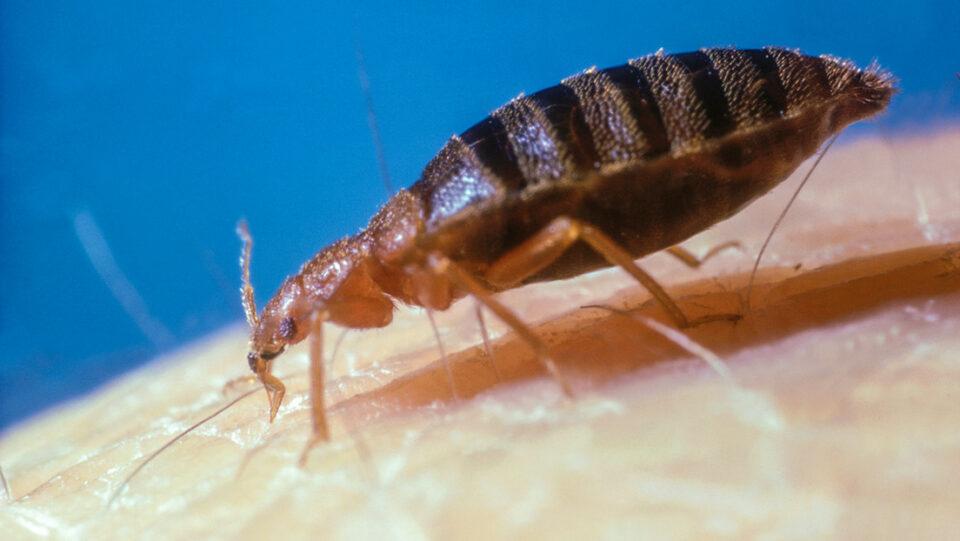 Corea del Sur anuncia campaña de inspección y lucha contra las chinches