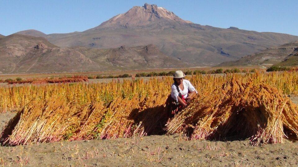 MDRyT beneficia con Bs 17,8 m a productores de Uyuni, para potenciar y fortalecer la producción de quinua.
