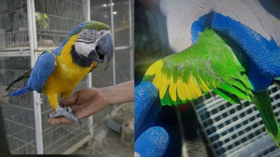 Al menos 280 animales víctimas de tráfico fueron rescatados el 2023 en Cochabamba