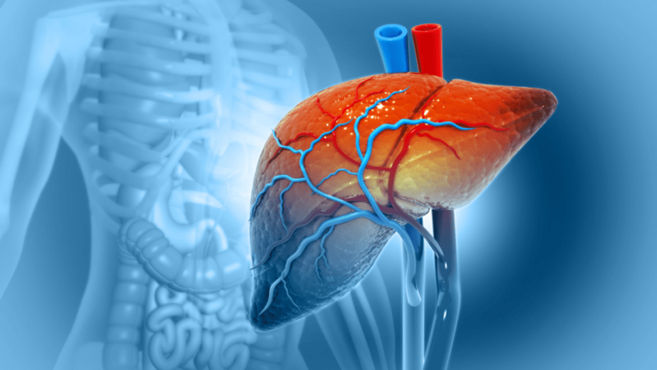 Utilizan por primera vez un hígado de cerdo para filtrar sangre