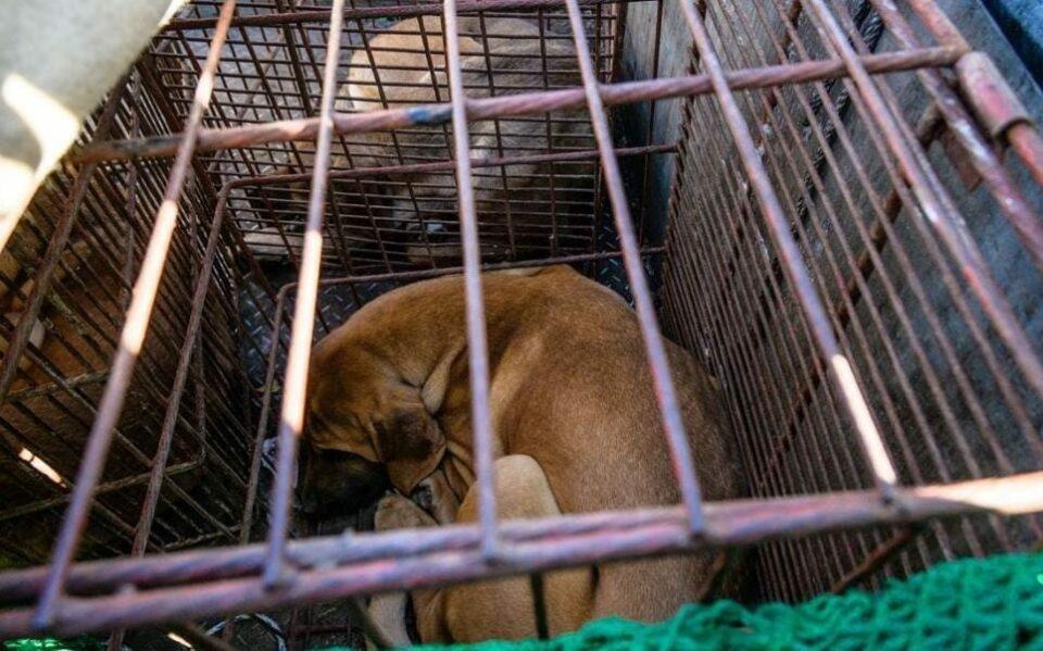 Corea del Sur prohibirá el consumo de carne de perro