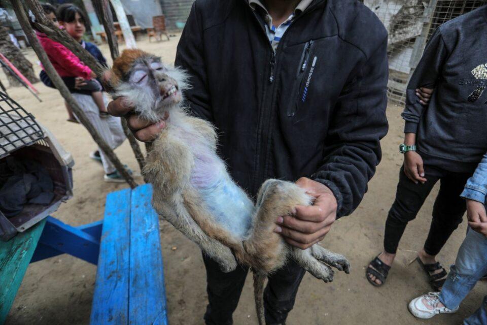 Animales en el zoológico de Gaza mueren de hambre
