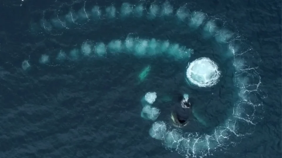 Un fotógrafo captó las imágenes de dos ballenas jorobadas realizando la espiral de Fibonacci