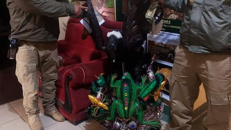 Bailarín que se presentó con un cóndor andino disecado en el Carnaval de Oruro enfrenta una condena de 3 a 8 años