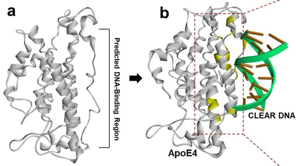 CBA2 es el nuevo fármaco que puede prevenir el Alzheimer