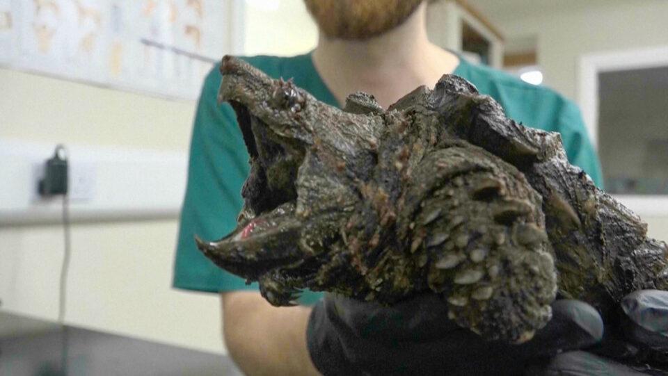 Encuentran una tortuga caimán en Reino Unido que normalmente habita en EE.UU