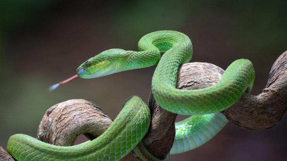 Científicos desarrollan un antídoto contra cualquier picadura de serpiente