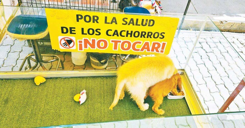 La venta de animales se amplía en la feria 16 de Julio