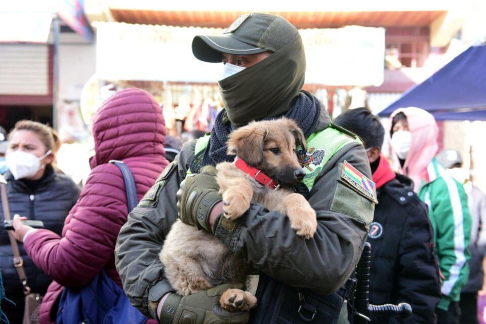 Alcaldía paceña rescata a 15 perros en precarias condiciones