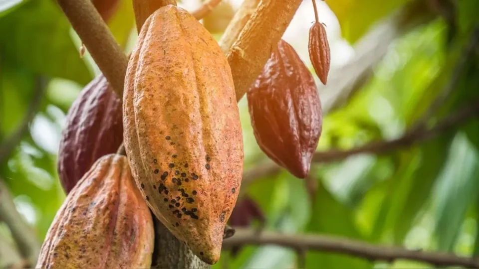 El cacao no es de Centroamérica, un nuevo estudio revela su origen en Sudamérica