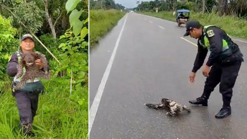 La Policía peruana rescató a un perezoso de ser atropellado