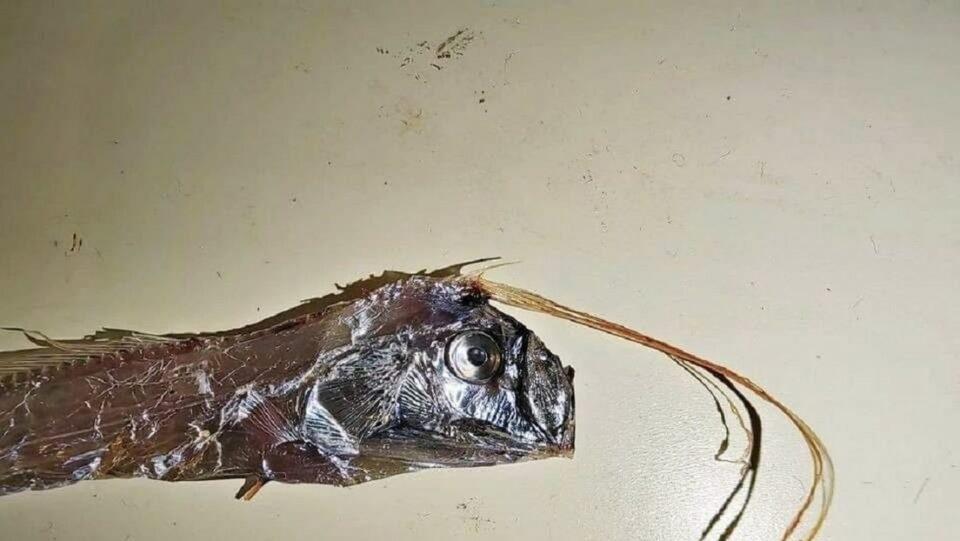 Se cree que este pez gigante presagia terremotos y tsunamis. Ahora hallaron 4 ejemplares a la vez