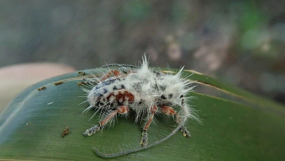 Paseo por un bosque termina en accidental hallazgo de una nueva especie