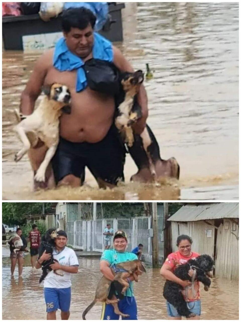 Activistas rescatan más de un centenar de animales en medio de las inundaciones en Cobija