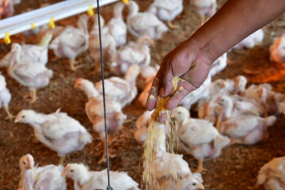 Avicultores de Apolo piden ayudan por la falta de insumos a causa de los derrumbes