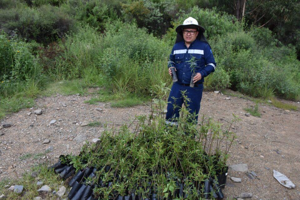 ENDE plantó 10.000 ejemplares de Kewiña en el Parque Nacional Tunari