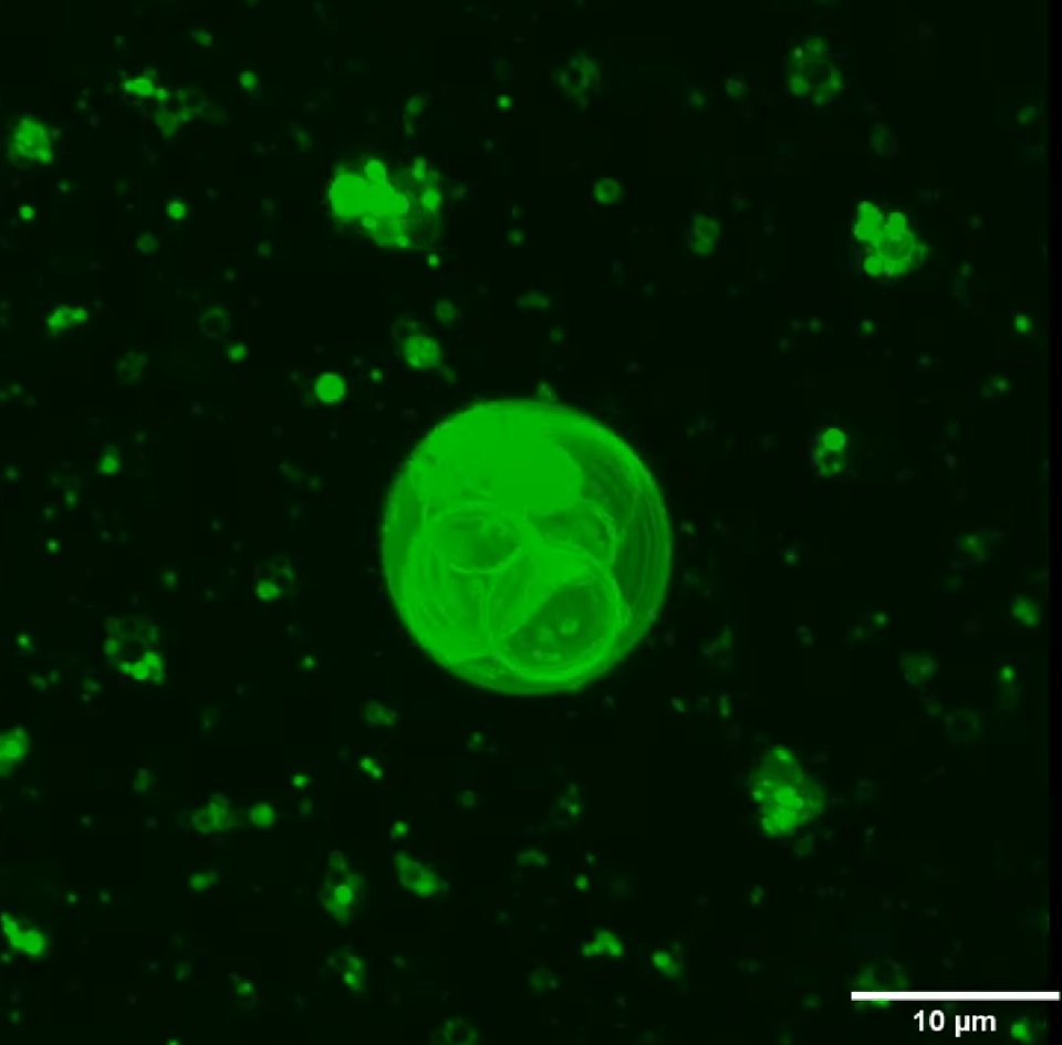Científicos descubren cómo se formaron las primeras células en la Tierra