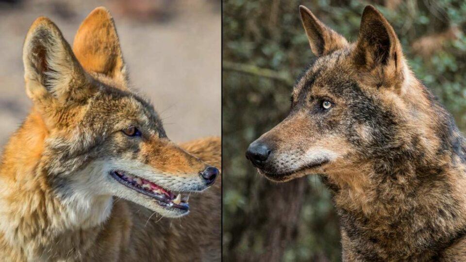 Confunden a un coyote con un lobo en México