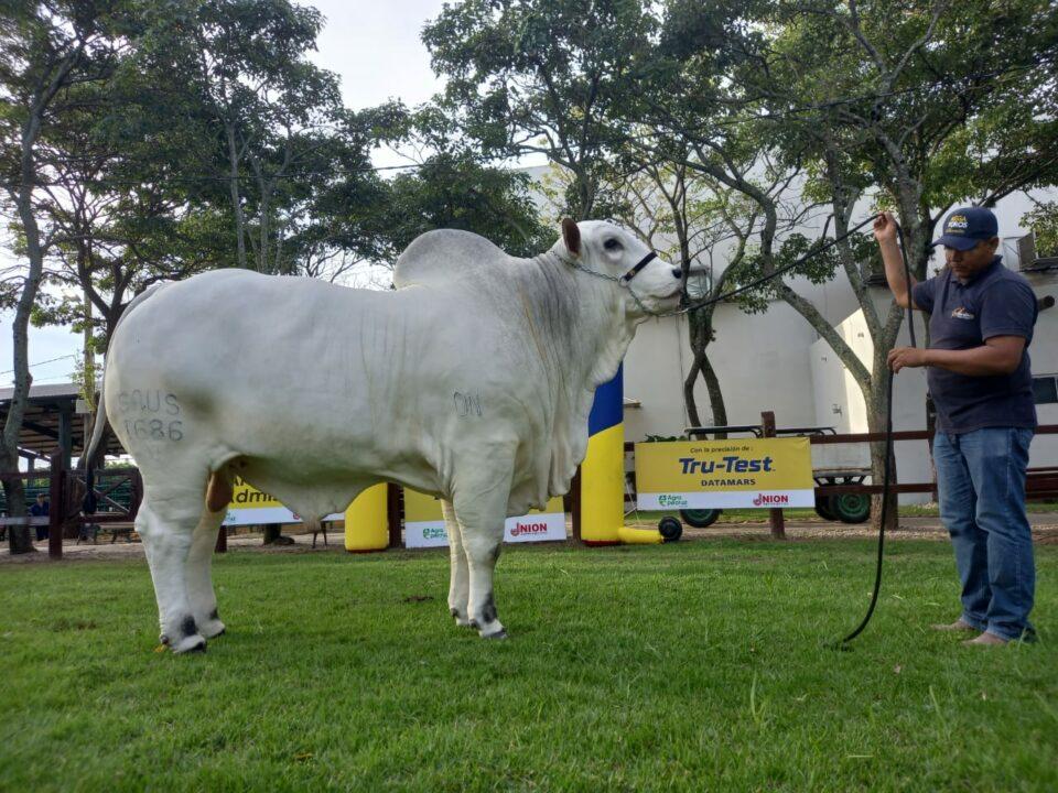 ‘Hito’ en la ganadería cruceña: Asocebú exportará más de 1.000 embriones cebuinos a Colombia