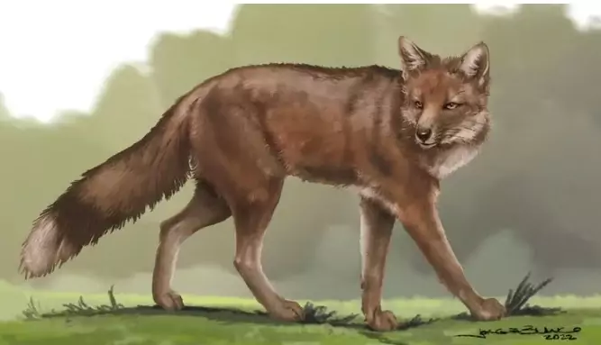 Hace 1.500 años, el mejor amigo de los seres humanos podría haber sido un zorro