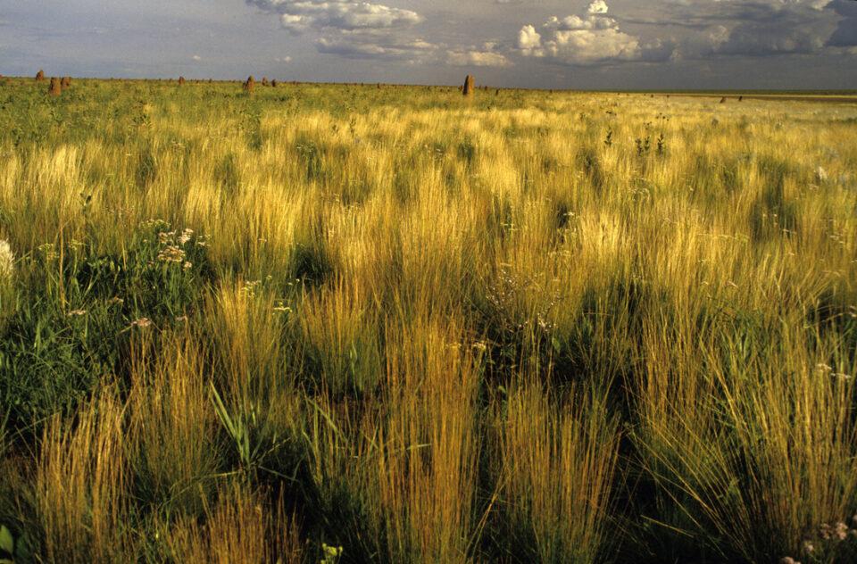 Dos empresas de la moda están vinculadas a la degradación ambiental en el Amazonas