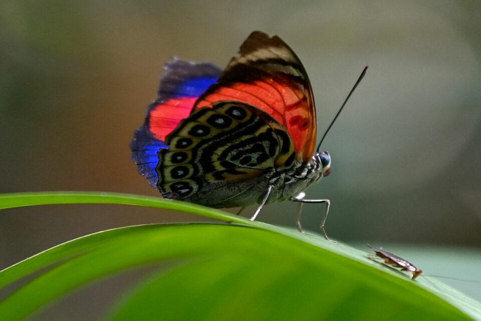 Mariposas que miden el cambio climático