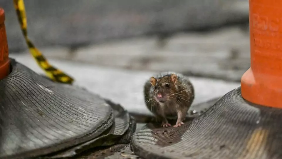 Se dispara una enfermedad "potencialmente mortal" relacionada con ratas en Nueva York