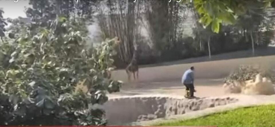 Maltratan a animales en Perú por un reto de TikTok