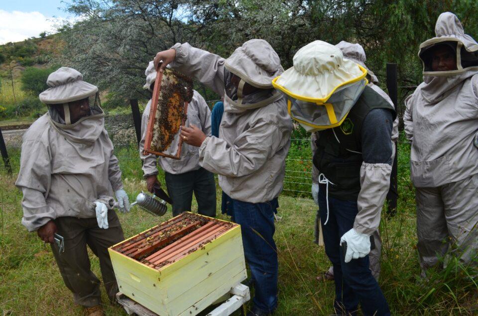 Gobierno inyecta Bs 300 millones para fortalecer la producción apícola en seis departamentos