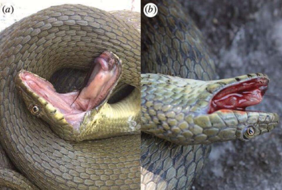 Estas serpientes recurren a las tácticas más extremas al momento de fingir su propia muerte