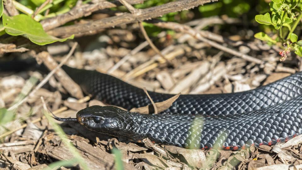 Halla un venenoso animal en su coche y esto ocurrió