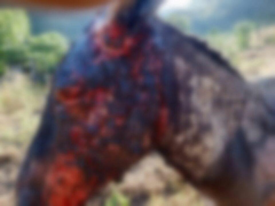 Prenden fuego a siete burros en Padilla y algunos quedan gravemente heridos