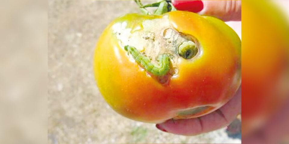 Senasag reportó que se pierden al rededor de 150 hectáreas de cultivo de tomates por gusanos en Santa Cruz