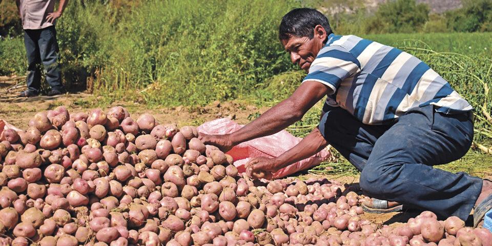 Gobierno aumenta rendimientos productivos de cuatro alimentos