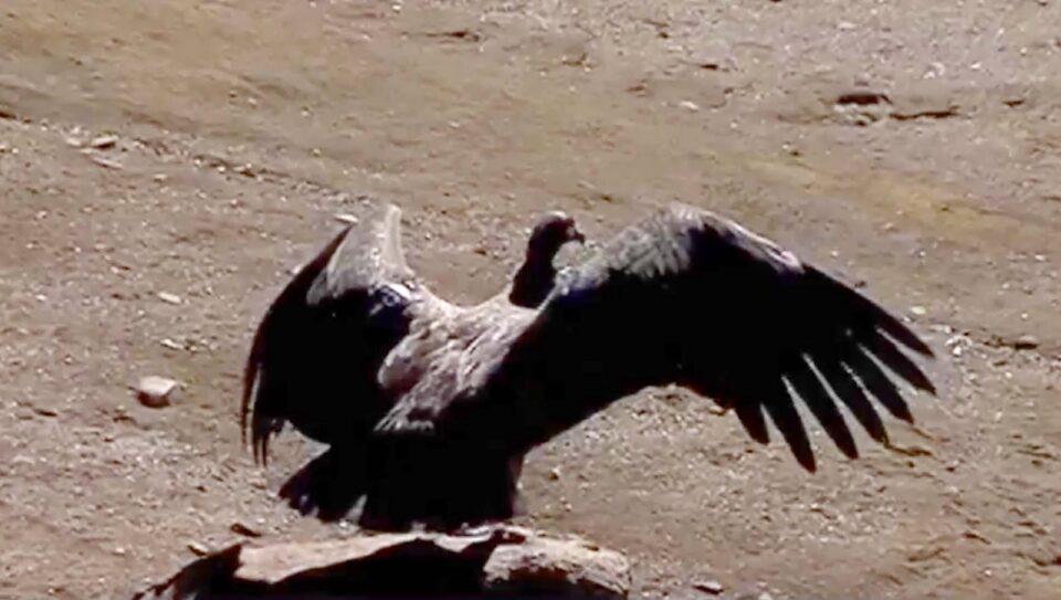 “Pacha”, el cóndor, ya fue liberado en un especial acto que contó con la presencia del presidente Luis Arce