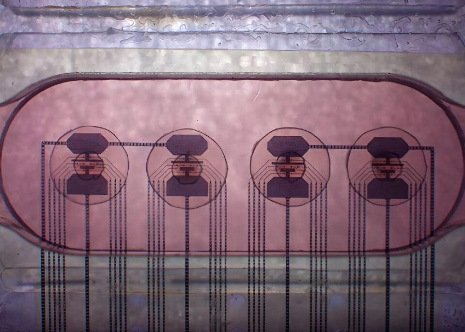 Startup lanza la primera plataforma online de acceso a un procesador vivo hecho de neuronas 