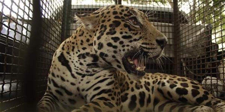 Recapturan al jaguar que mató a un hombre en Santa Cruz