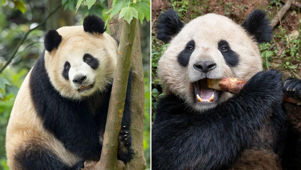 China reanuda la 'diplomacia panda' con EE.UU.