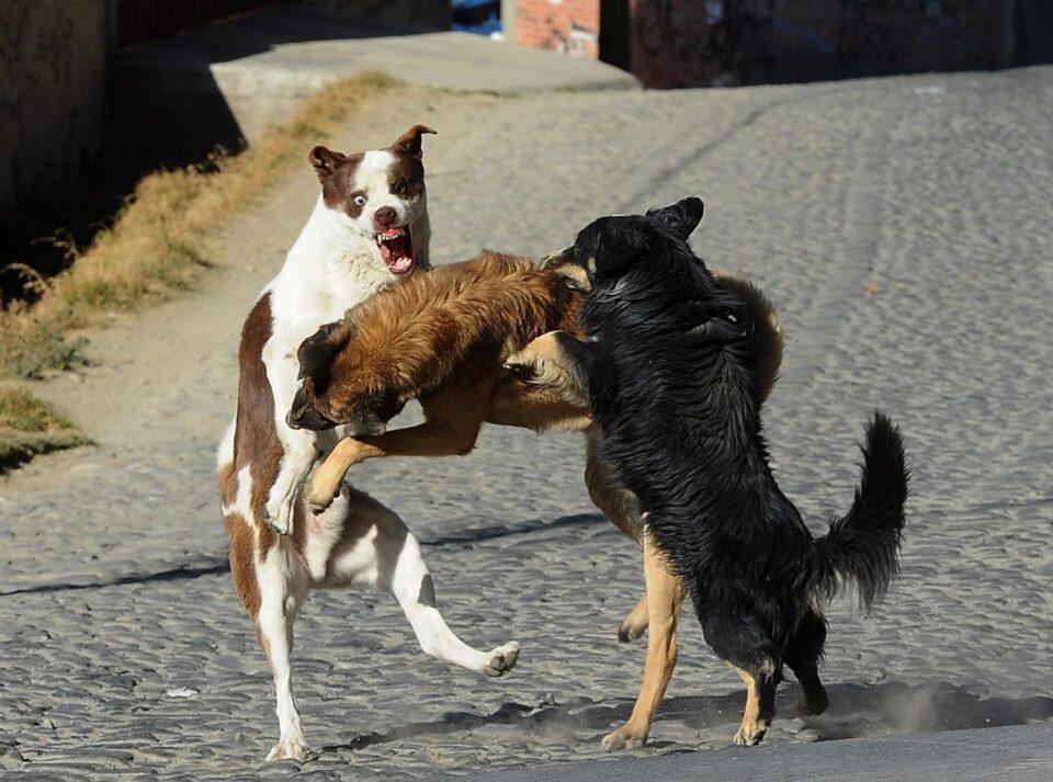 Se registran 30 mordidas por canes en La Paz