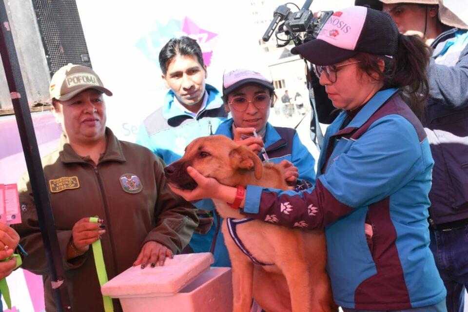 El 70% de casos de rabia canina son registrados en Cochabamba