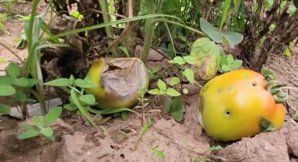 Santa Cruz: “gusano perforador” afecta alrededor de 150 hectáreas de cultivo de tomate